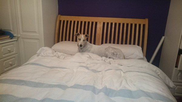 Share your dog's CV - chance to win £300! NOW CLOSED