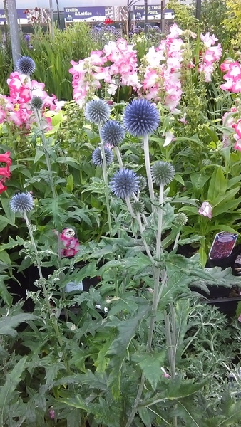 Brave Babes Battle Bus - Holding our heads up like thistles