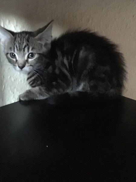 Help what does my kitten need? A name for a start!