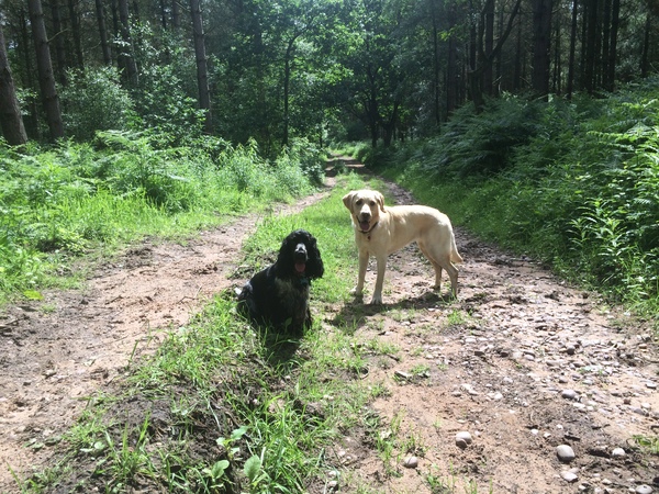We'd like a dog. Where do we start?