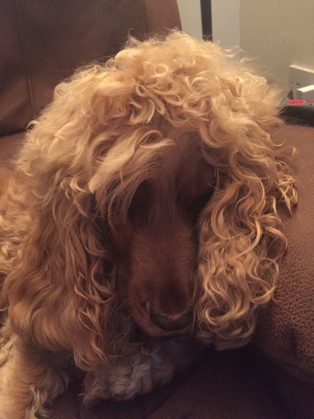 Share your dog's CV - chance to win £300! NOW CLOSED
