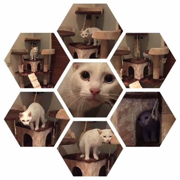 Has anyone ever collected a cat from Manchester airport?