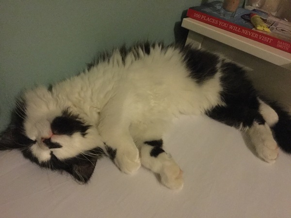Please, please help, kitten/ litter tray