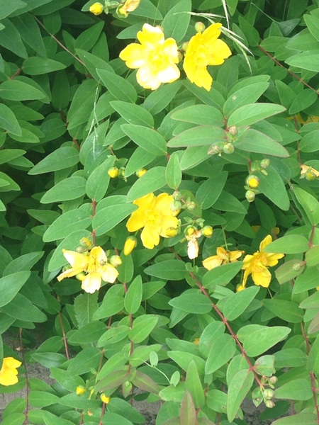 What's this plant