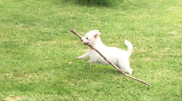 Share your dog's CV - chance to win £300! NOW CLOSED