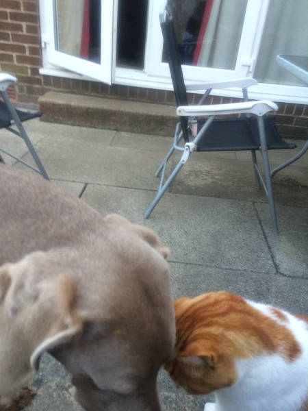Share your dog's CV - chance to win £300! NOW CLOSED