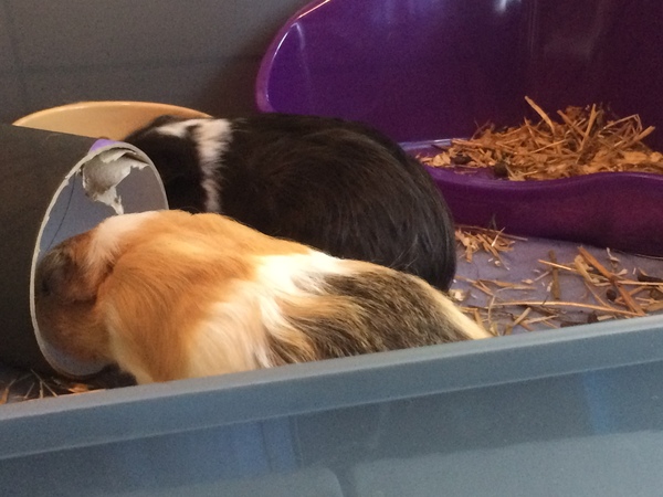 Best guinea pig toys?