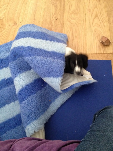 Anyone fancy a new puppy-support thread?