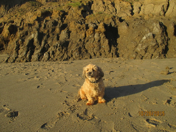 Share your dog's CV - chance to win £300! NOW CLOSED