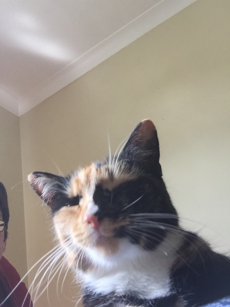 We appear to have been adopted?