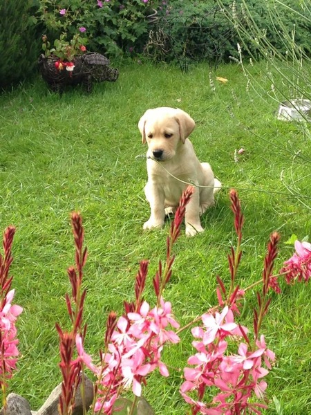 New lab puppy not eating or toileting as much as I though he would
