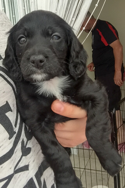 Puppy needs a name (photo included)