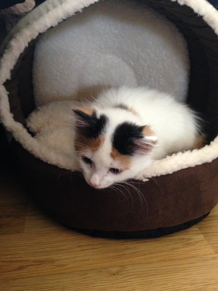 Cat bed: how do I get her to use it?