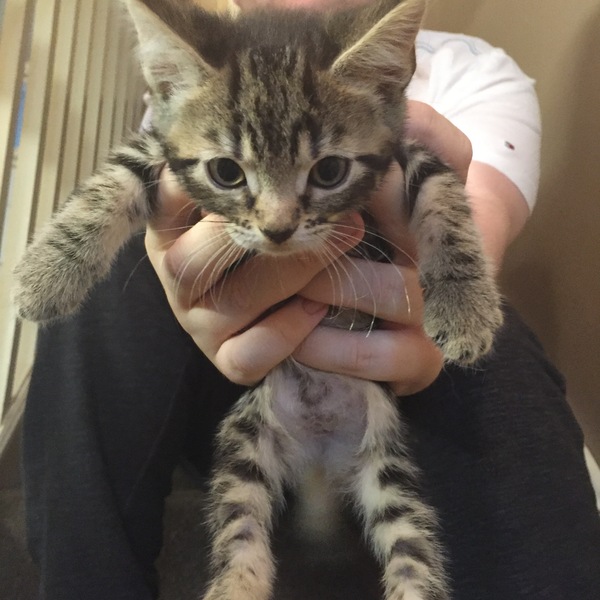 Help what does my kitten need? A name for a start!