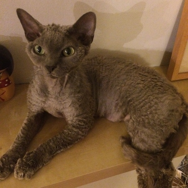 Hypoallergenic cat?