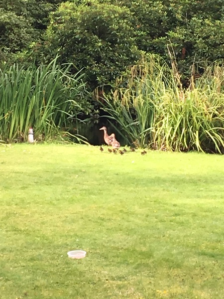 Probably the wrong place, but...any duck experts around?