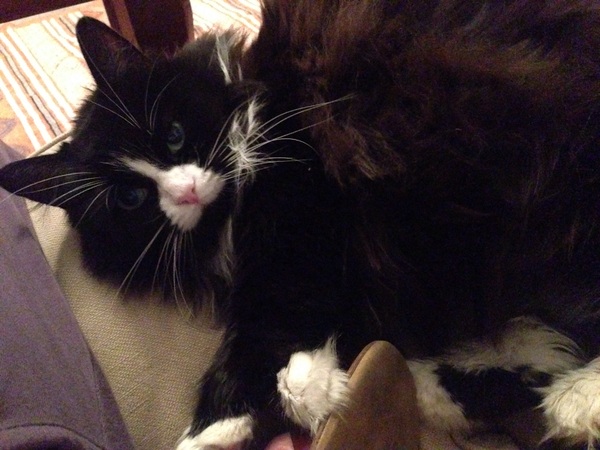Hypoallergenic cat?