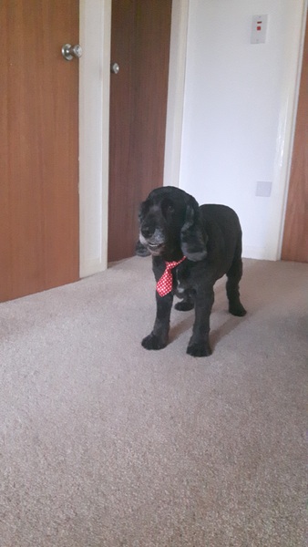 Share your dog's CV - chance to win £300! NOW CLOSED