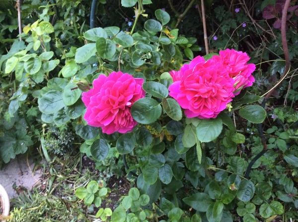 How to plan a flower bed?