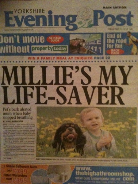 Share your dog's CV - chance to win £300! NOW CLOSED