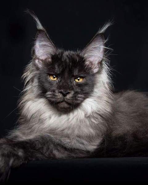 Identify Breed