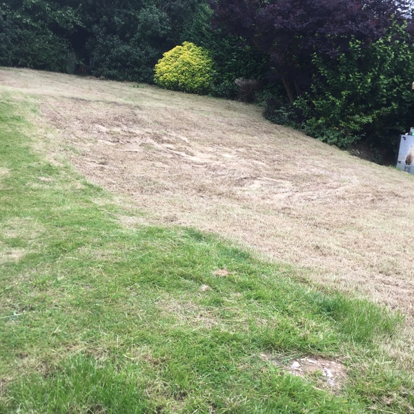Oh god, my new lawn (pic attached)