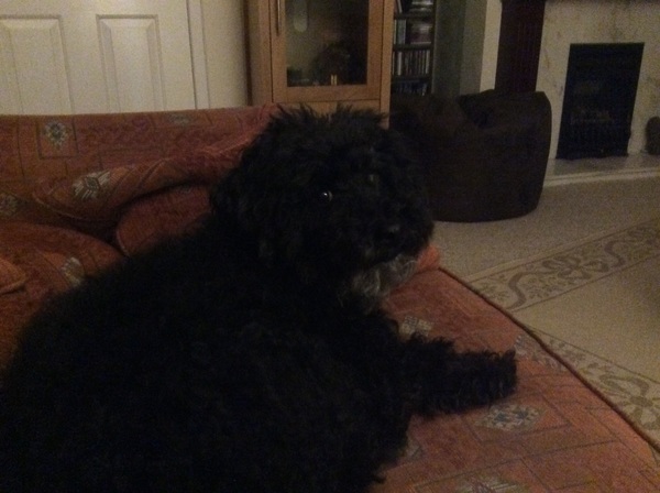 Brave Babes Battle Bus - Holding our heads up like thistles