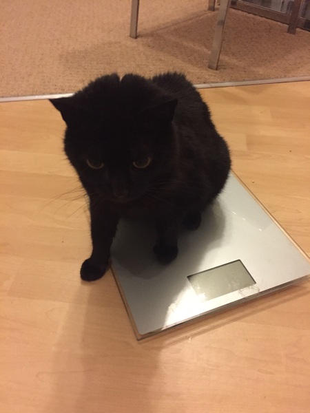 How much wet food daily?