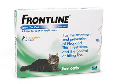 to adopt this cat?