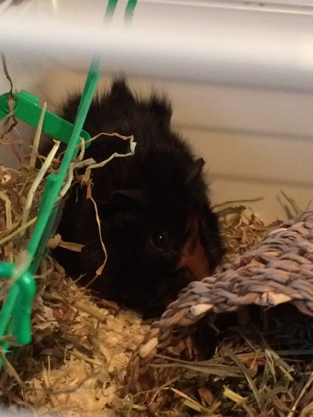 Piggies arriving today!!!