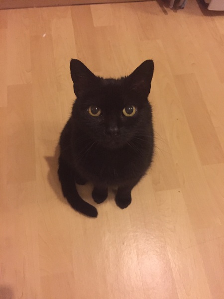 Cat's favourite thing