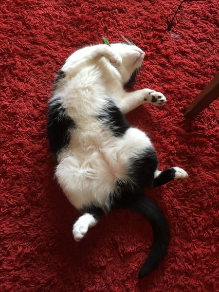 Who's got a hot pussy?