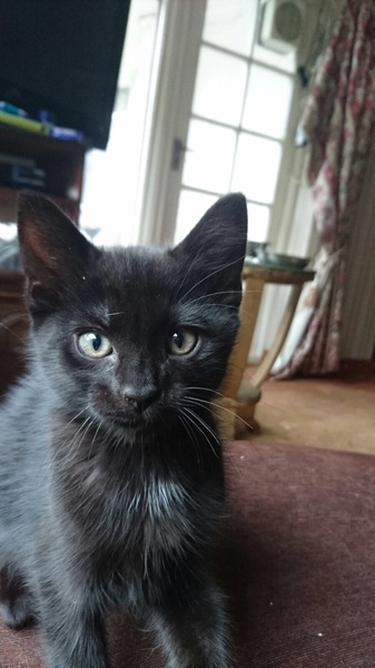 We may be getting a cat! am ridiculously excited
