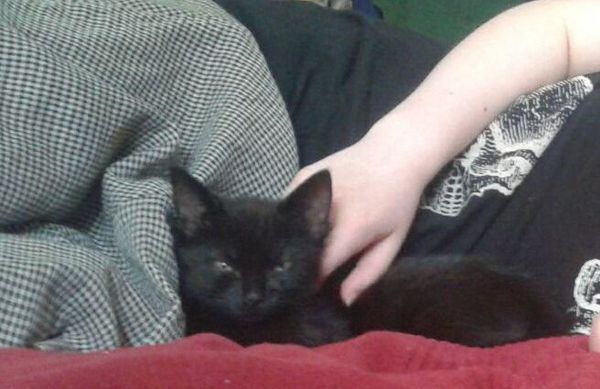 Another name the kitten thread ... (with picture)