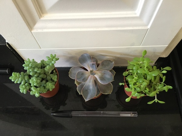 Can anyone identify these little succulents please?
