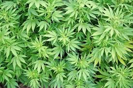 To report druggie headteacher neighbour?