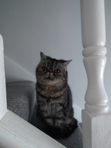 Anyone regretted having a cat?