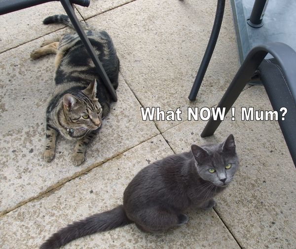 Help please poorly kitten
