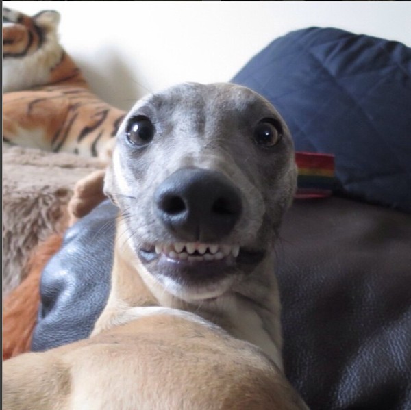 Share your dog's CV - chance to win £300! NOW CLOSED