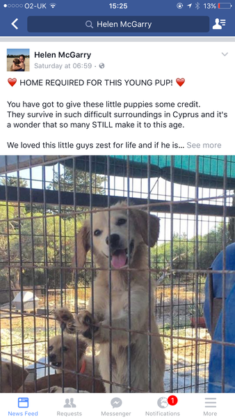We'd like a dog. Where do we start?