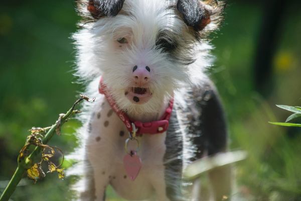 Anyone fancy a new puppy-support thread?