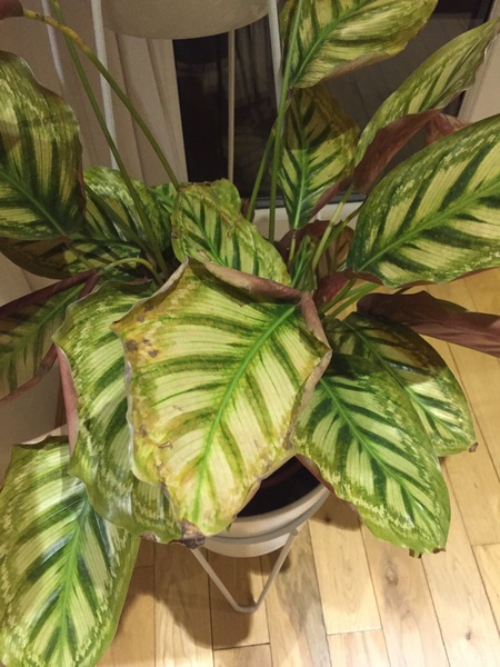 Houseplant question - watering