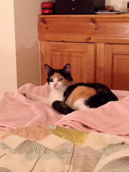 Is it true tortoiseshell cats can be mean
