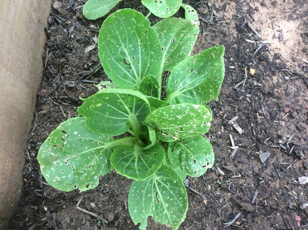 Does anyone know what's eating my pak choi?