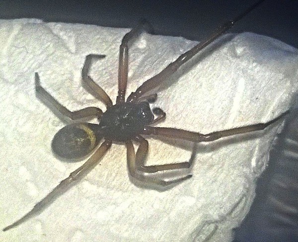 To think this is a false widow spider?