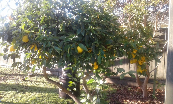 Recipes for lemons (I have a LOT of lemons!)