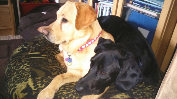 DH's friend hit our dog - am I over-reacting?