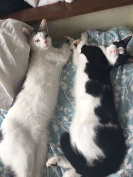 We appear to have been adopted?