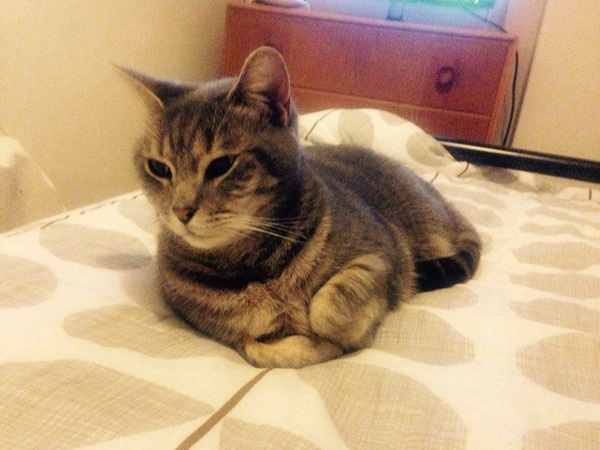 Help with letter to neighbour about kitten