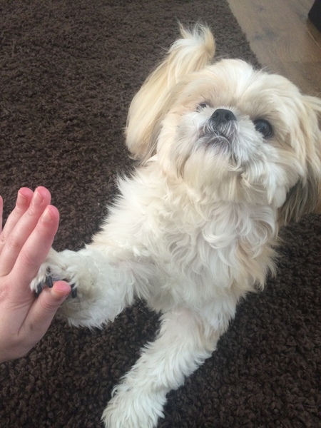Share your dog's CV - chance to win £300! NOW CLOSED